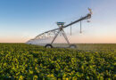 pommes de terre avec système d'irrigation à Pivot central