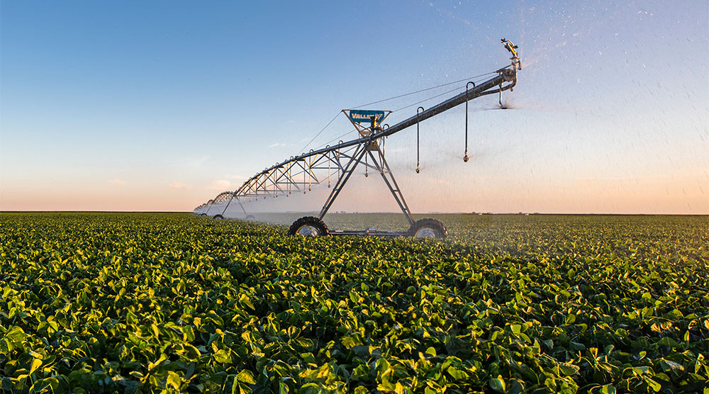 pommes de terre avec système d'irrigation à Pivot central