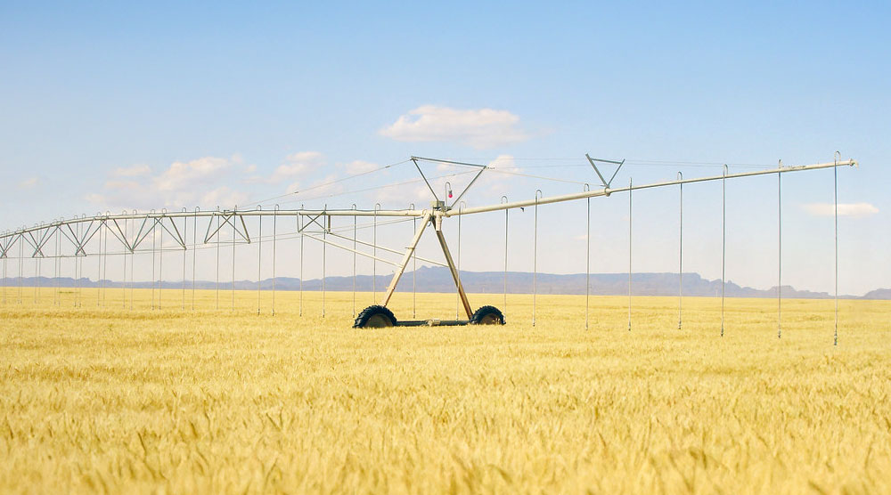 culture du blé avec Pivot d'irrigation