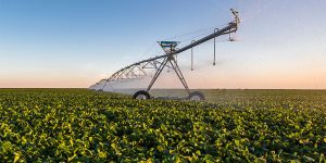 Culture des pommes de terre avec Pivots